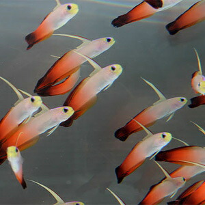 A school of small orange and white tropical fish swimming underwater together in the same direction.