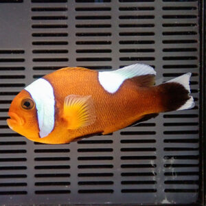 Orange clownfish with white bands swimming over a black perforated background.