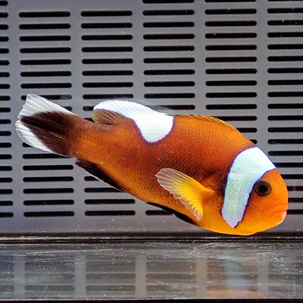 トウアカクマノミ大き目 6-8cm±! 海水魚 クマノミ 餌付け 15時までのご注文で当日発送(t115(t207