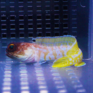 Colorful tropical fish with a brown head, pale yellow body, and bright yellow tail in a clear aquarium.
