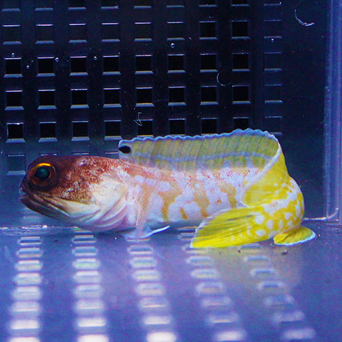 ゴールドスペックジョーフィッシュ 7-9cm!   海水魚 15時までのご注文で当日発送【ジョーフィッシュ】
