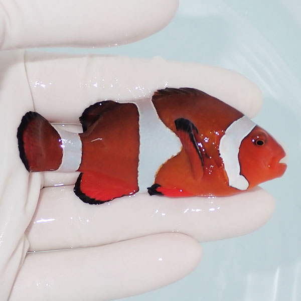 【現物1】カクレクマノミbig 8cm± !   wild 海水魚 カクレクマノミ(t111(t207