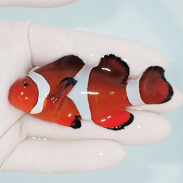 【現物1】カクレクマノミbig 8cm± !   wild 海水魚 カクレクマノミ(t111(t207