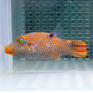 Bright orange reef fish with blue stripes and white spots in a glass tank surface view in an aquarium bed of grid background?