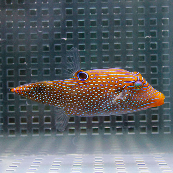 パプアントビー 4-5cm±!フグ 海水魚 15時までのご注文で当日発送(t123