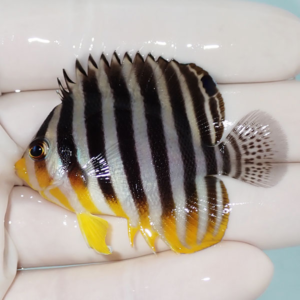 Small tropical fish with bold black vertical stripes on a pale body, yellow fins, and an orange face held between fingers in a gloved hand.