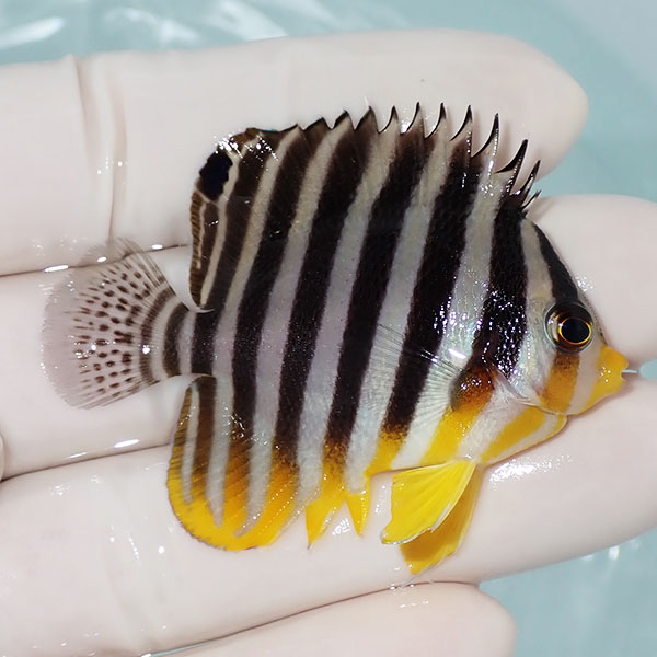 【現物22】シマヤッコ 5.5cm±! 海水魚 生体 15時までのご注文で当日発送(t111(t207