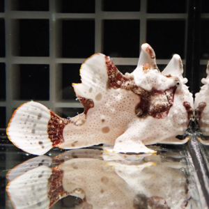Pale pink pufferfish carcass with brown patches lying on its side on a glass surface.