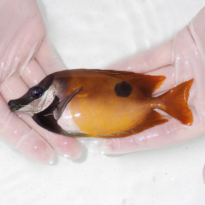 Small orange tropical fish with a black head band and a single black dorsal spot, held in gloved hands.