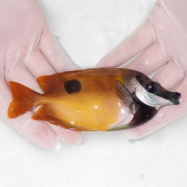 【現物1】ヒフキアイゴ 14cm±! 海水魚 ハギ !15時までのご注文で当日発送【ハギ】(t119(t207