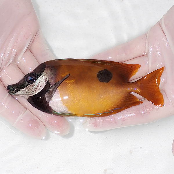 【現物1】ヒフキアイゴ 14cm±! 海水魚 ハギ !15時までのご注文で当日発送【ハギ】(t119(t207