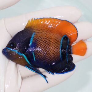 Small tropical fish with orange fins and dark blue body, outlined in bright blue, held in a gloved hand over water.