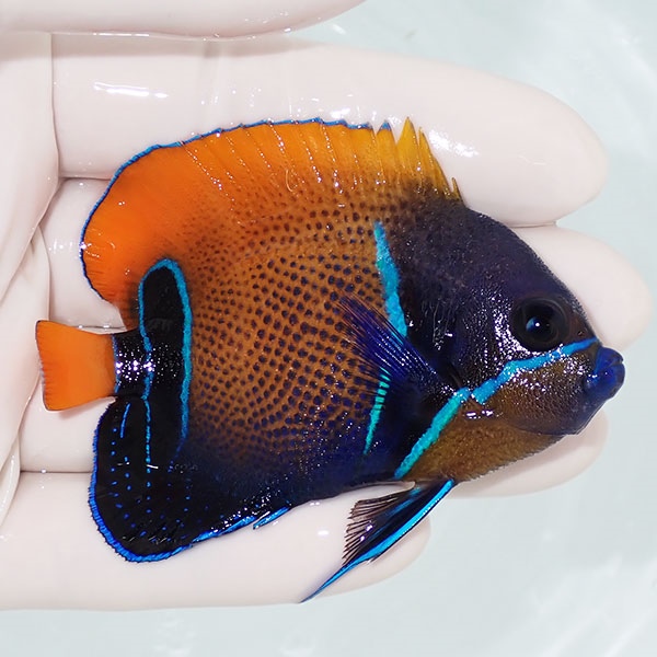 【現物1】イナズマヤッコ 7.5cm±!海水魚 ヤッコ 15時までのご注文で当日発送(t111(t207