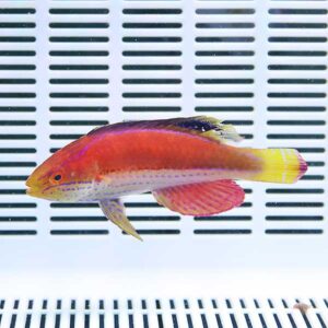 irm-a-1747 - AQUAGIFT 用品ショップ Bright orange and yellow tropical fish swimming in front of a white slotted aquarium grate.