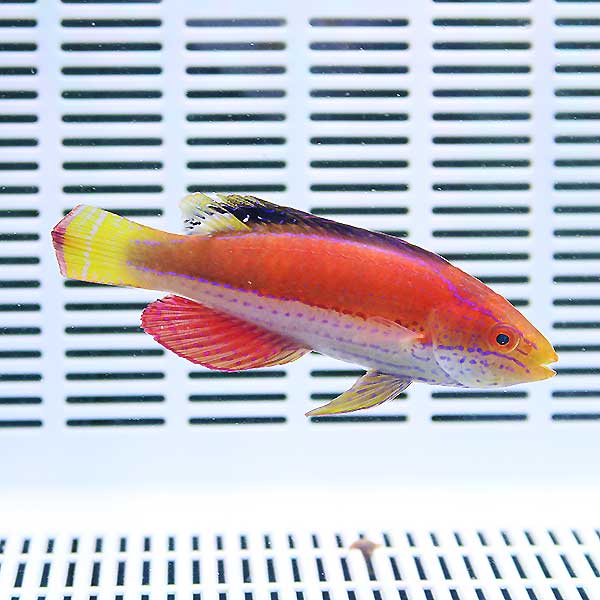 クレナイイトヒキベラ 7-9cm± ! 海水魚 ベラ 餌付け!15時までのご注文で当日発送(t122