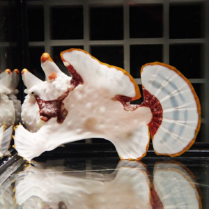 Cross-section of a coral-like specimen with an orange rim, white core, and a blue ribbed fan on the right inside a display case.