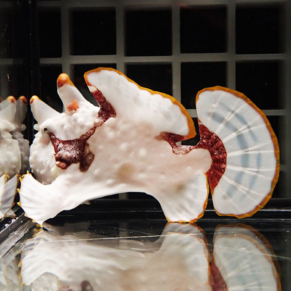 【現物4】クマドリカエルアンコウ 6cm! 海水魚 アンコウ 15時までのご注文で当日発送(t126(t207
