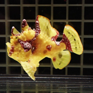 Yellow fish-shaped sculpture with red crusty patches on a dark grid backdrop
