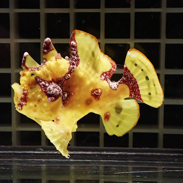 【現物5】クマドリカエルアンコウ 6.5cm! 海水魚 アンコウ 15時までのご注文で当日発送(t126(t207