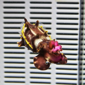 Brown sea slug with pink-tipped fronds resting on a metal vent grille in a close-up shot