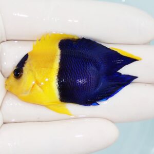 Small tropical fish with a bright yellow head and front half and a deep blue rear half, held by gloved hands.