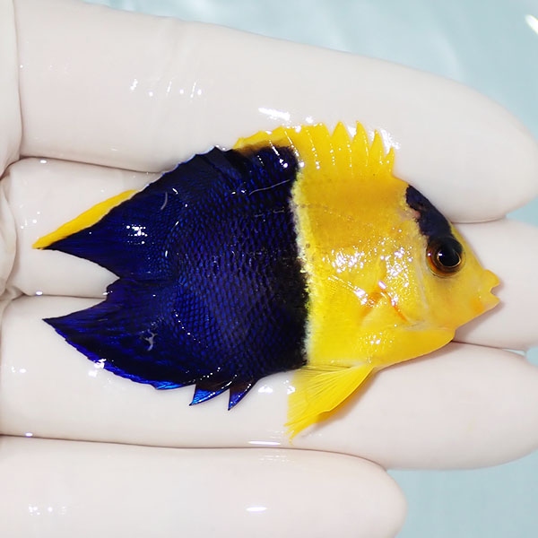 【現物】粒エサOK ソメワケヤッコ ハートテール 5.5cm± ! 海水魚 ヤッコ 15時までのご注文で当日発送(t111
