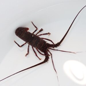 Dark brown scorpion inside a white container, visible pincers and long curved tail