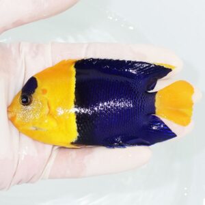 Yellow and deep-blue angelfish being held in a gloved hand over light-colored water.