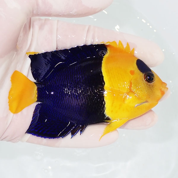【現物1】ソメワケヤッコ big 10cm±! 海水魚 ヤッコ 15時までのご注文で当日発送(t111(t207