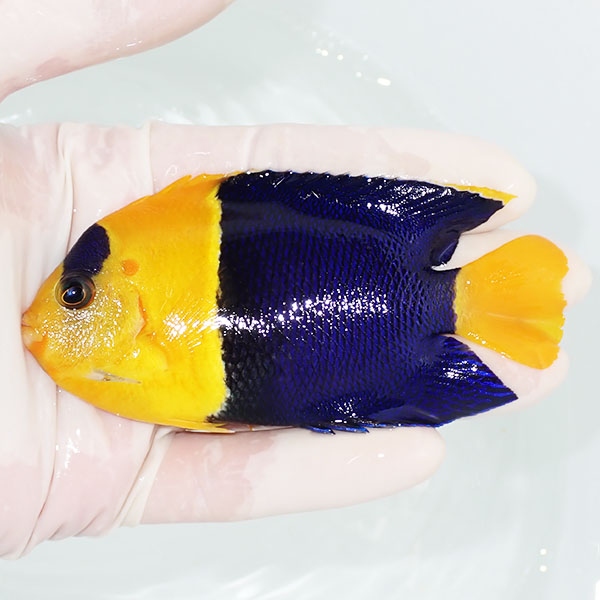 【現物1】ソメワケヤッコ big 10cm±! 海水魚 ヤッコ 15時までのご注文で当日発送(t111(t207