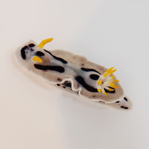 irm-a-1792 - AQUAGIFT 用品ショップ Flatworm with black markings and yellow tentacle-like tips on a pale body against a white background.