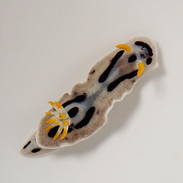 ダイアナウミウシ !海水魚 ウミウシ 15時までのご注文で当日発送(t111
