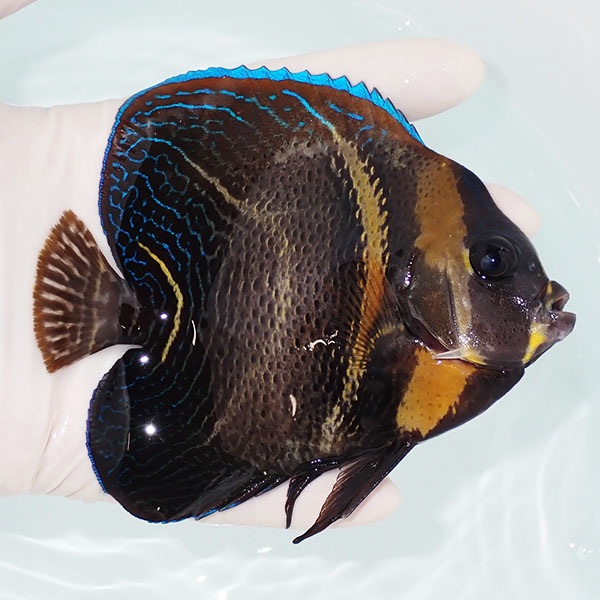 【現物1】コルテツエンゼル 12cm±!海水魚 ヤッコ 15時までのご注文で当日発送(t111