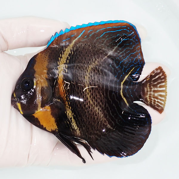 【現物1】コルテツエンゼル 12cm±!海水魚 ヤッコ 15時までのご注文で当日発送(t111