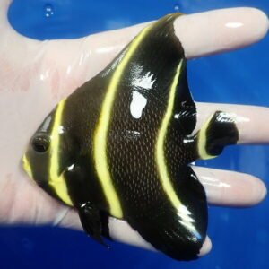 Small black fish with bright yellow vertical stripes held by gloved hand over a blue tank background