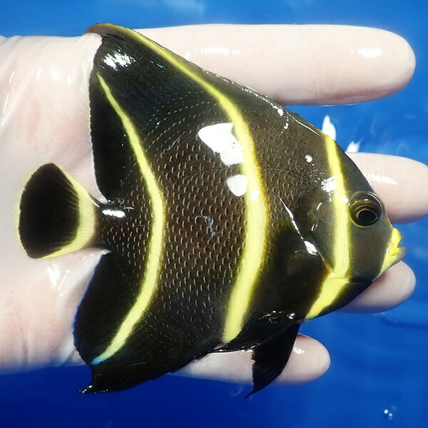【現物6】フレンチエンゼル 10cm± !海水魚 ヤッコ 15時までのご注文で当日発送(t111