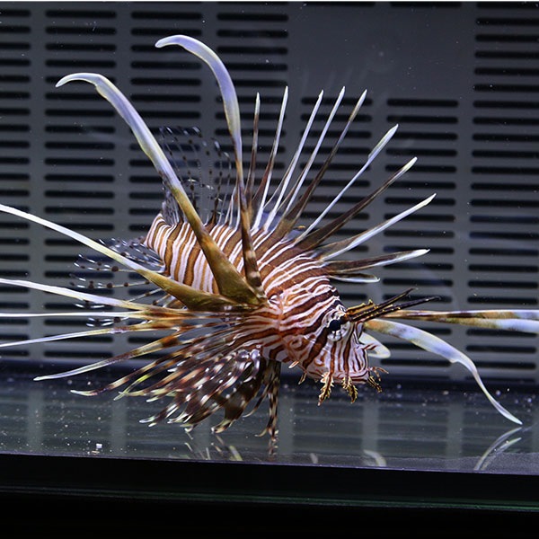 ハナミノカサゴ 10-12cm± ! 海水魚 カサゴ !15時までのご注文で当日発送【カサゴ】