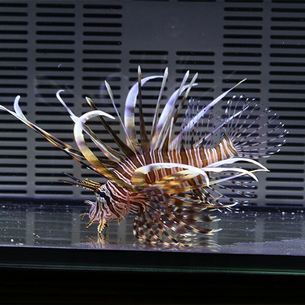 ハナミノカサゴ 10-12cm± ! 海水魚 カサゴ !15時までのご注文で当日発送【カサゴ】