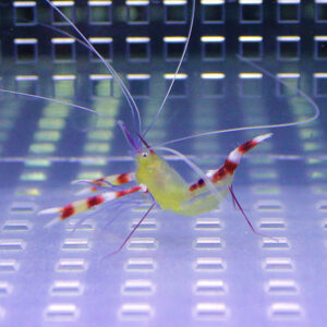 Translucent shrimp with red-striped legs and very long antennae swimming over a perforated lab surface.