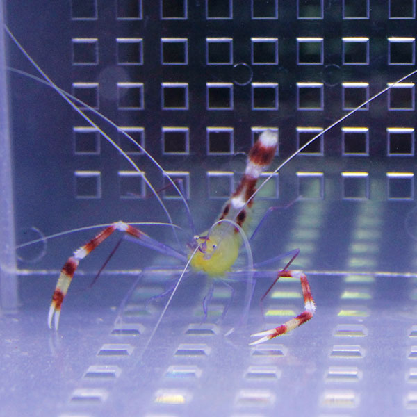 イエローボクサーシュリンプ 5cm±! 餌付け!【15時までのご注文で当日発送】海水魚 エビ(t129