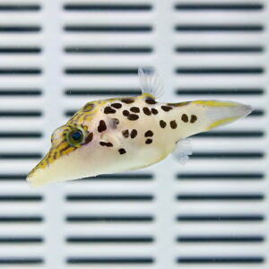 Small leopard-spotted pufferfish swimming in an aquarium with a white slatted background.