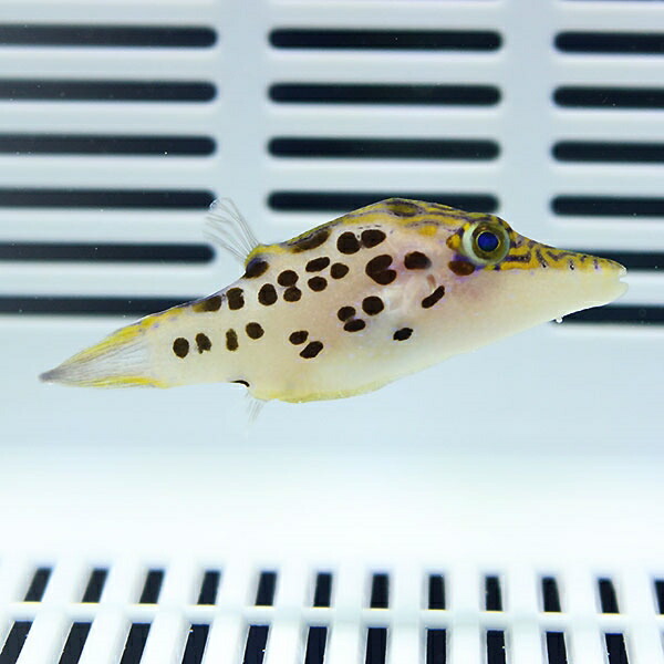 レオパードシャープノーズパファー 4-6cm±! フグ 海水魚! 15時までのご注文で当日発送(t123