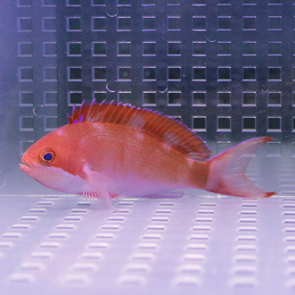 カシワハナダイ 5-7cm± ! 海水魚 ハナダイ 餌付け済み 15時までのご注文で当日発送(t118