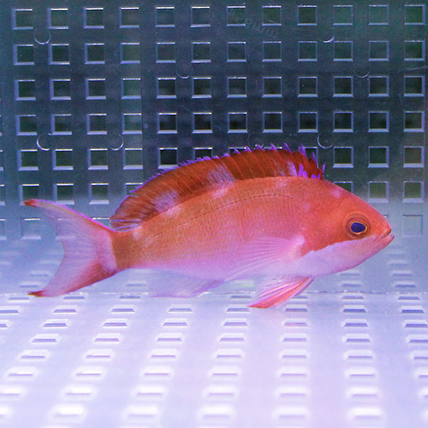 カシワハナダイ 5-7cm± ! 海水魚 ハナダイ 餌付け済み 15時までのご注文で当日発送(t118