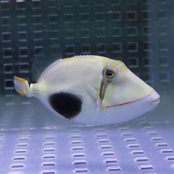 クラカケモンガラ 6-8cm±!モンガラ 海水魚 !15時までのご注文で当日発送(t119
