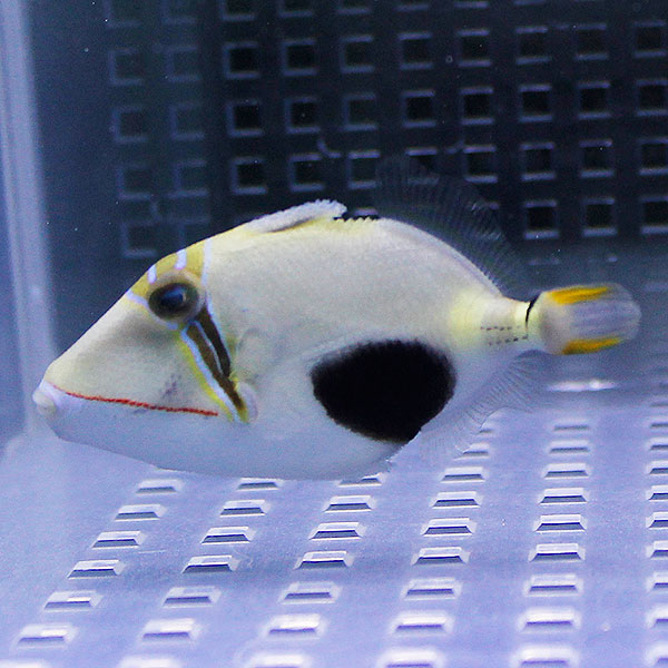 クラカケモンガラ 6-8cm±!モンガラ 海水魚 !15時までのご注文で当日発送(t119