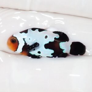 Small ornamental fish with black and white body and bright blue patches in a white tank/tub.