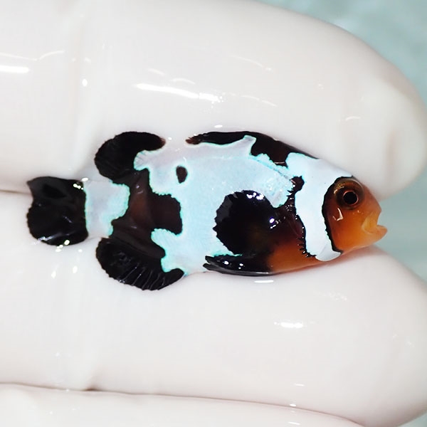 【現物2】ブラックスノーフレークオセラリス 3cm±! 海水魚 クマノミ 餌付け 15時までのご注文で当日発送(t115(t207