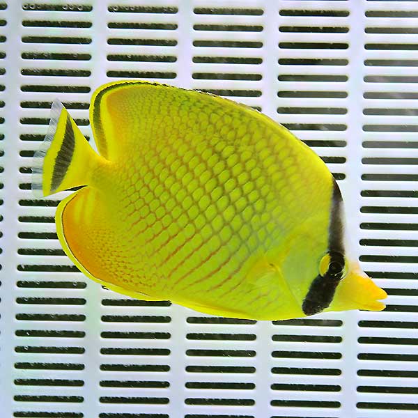 ★アミチョウ 8-10cm± ! 海水魚 チョウチョウウオ 15時までのご注文で当日発送(t114