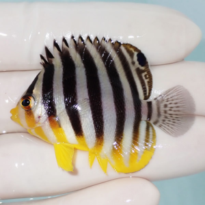 Small tropical fish with vertical black and white stripes and yellow fins held between gloved fingers, for scale and care context.